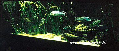840L akvarie med rovfisk
