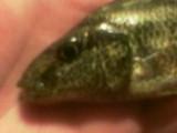 Nimbochromis krydsning linni X polystigma