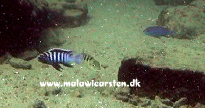 Cynotilapia zebroides Minos Reef