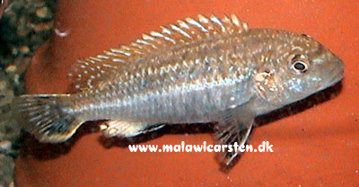 Melanochromis dialeptos Gome