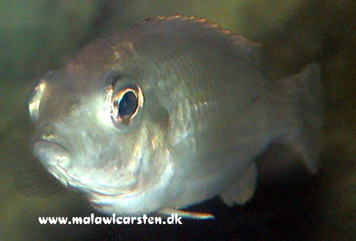 Nyasachromis leuciscus med bugvattersot