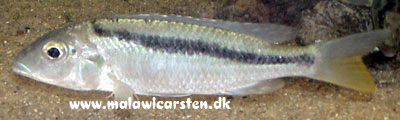 Mylochromis sp."Kande" Kande Island