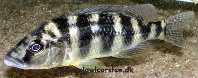 Placidochromis johnstoni Nkhata Bay