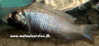 Placidochromis electra "Black Mask" Niatumbu 
