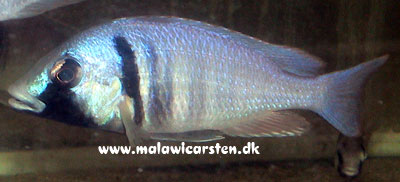 Placidochromis electra Londo Mozambique