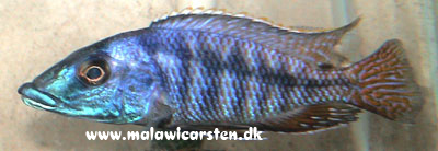 Mylochromis sp. "Mchuse" Lupingo Tanzania
