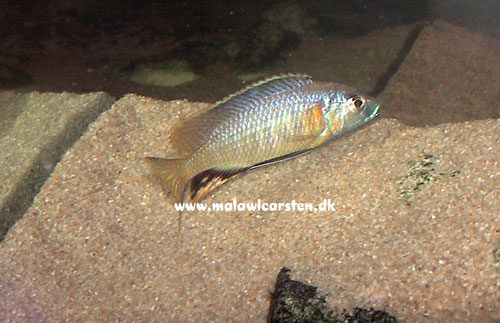 Nyassachromis leuciscus