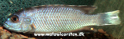 Pseudotropheus sp."Acei White Tail" Ngara