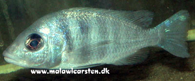 Placidochromis sp. "phenochilus Tanzania" Lupingo Tanzania
