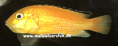 Labidochromis caeruleus "Golden Spec" hun med æg