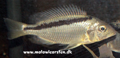Platygnathochromis melanonotus