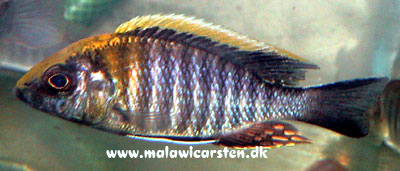 Aulonocara maylandi Luwala Reef (Eccles Reef)
