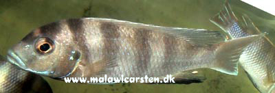 Maylandia elegans Chipoka
