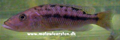 Tyrannochromis macrostoma (maculiceps)