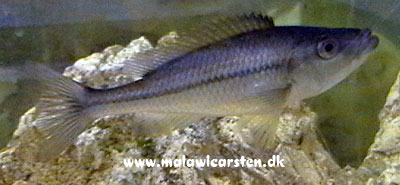 Dimidiochromis dimidiatus med Bugvattersot