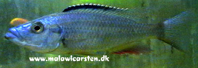 Dimidiochromis dimidiatus Chipoka