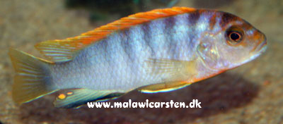 Labidochromis sp."Hongi" Hongi Island Tanzania