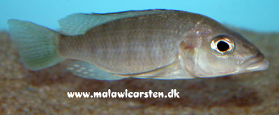 Sciaenochromis ahli Metangula Mozambique