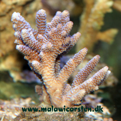 Acropora sp. "Gevir koral" 