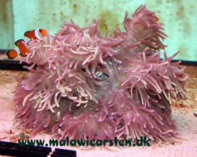 Heteractis malu "Hawaii Anemone Purple Tip/Malu anemone (White/brown/Yellow)" 