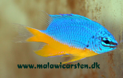 Chrysiptera hemicyanea - Azur damsel, Halvblå damselfisk, Brøndby fisk