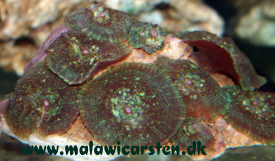 Rhodactis inchoata - "Big eyes skiveanemone"