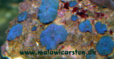 Actinodiscus sp. - Blå Skiveanemone
