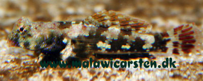 Synchiropus ocellatus - Scooterblenny