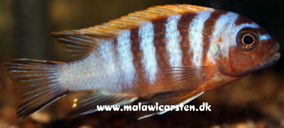 Maylandia sp. "Zebra Red Top long pelvic" Gallireya Reef