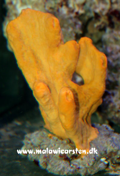 Helichondria - Orange svamp 