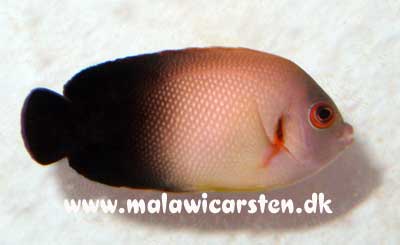 Centropyge vroliki - Half black angelfish