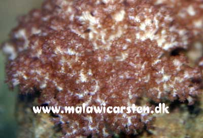 Cladiella - Finger leather coral 