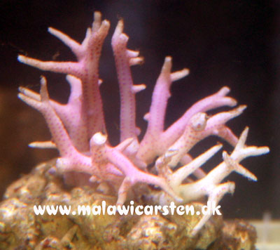 Seriatopora hystrix (pink)