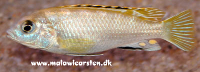 Labidochromis sp. "Pearlmutt" Higga Reef