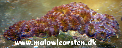 Acanthastrea sp. (colored)
