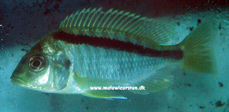 Mylochromis sp. "sphaerodon" Chimwalani / Eccles Reef