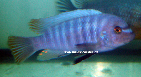 Labeotropheus fuelleborni "Blue Eastern" Eccles Reef