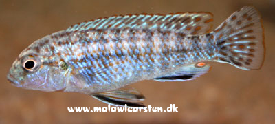 Labidochromis flavigulis Hongi Island Tanzania