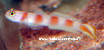 Amblyeleotris steinitzi - Steinit's shrimp goby