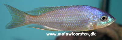 Nyassachromis prostoma Meluluca Mozambique