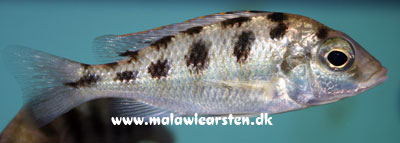 Mylochromis mola Metangula Mozambique