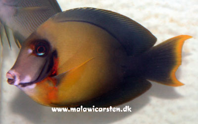 Acanthurus pyroferus - Irian/True Chocolate Surgeonfish, Yellow mimic tang, Mimic Lemon Peel Tang