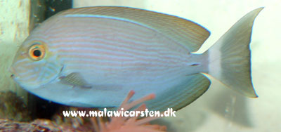 Acanthurus mata - Elongate Surgeonfish