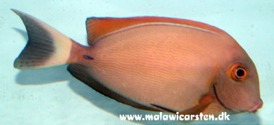 Acanthurus Bariene - Black-Spot Surgeonfish 