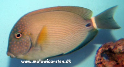 Acanthurus Maculiceps - Black Eared Surgeonfish