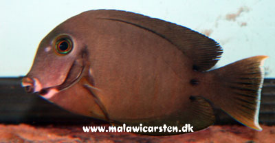 Acanthurus tristis - Blackcheek Surgeonfish