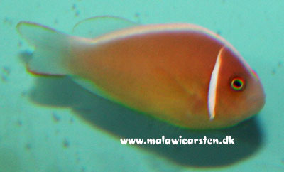 Amphiprion perideraion - Pink skunk klovnfisk