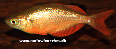 Rød Regnbuefisk - Glossolepis incisus