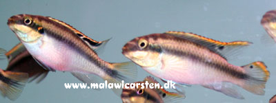 Kribensis - Pelvicachromis pulcher  