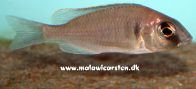 Placidochromis electra Minos Reef Mozambique